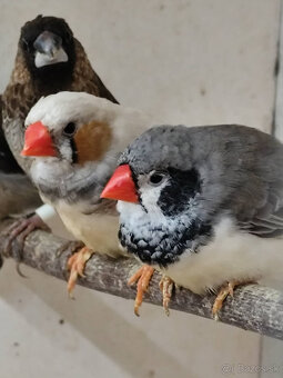 +++ predam zebricky +++ - 2