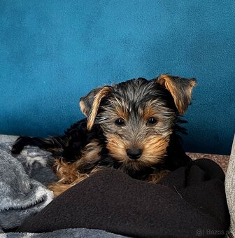 Yorksire - 2 mes. - 2