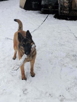 Nemecký ovčiak - 2