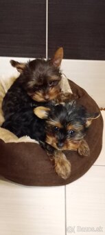 Yorkshire teriér - 2