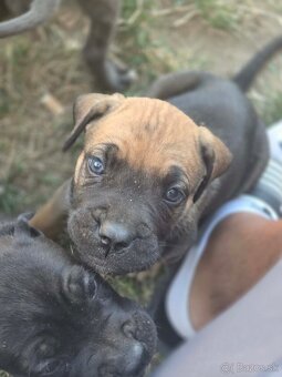 Cane corso Šteniatka - 2