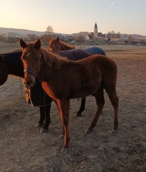 Quarter horse - 2