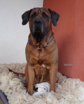 Tosa inu - štěňátka s PP - 2