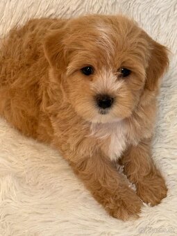 Maltipoo - 2