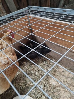 Kvočka s kuriatkami marans - 2