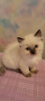 Ragdoll mačiatka - 2