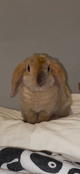 Zakrslý baranček Bob - 2