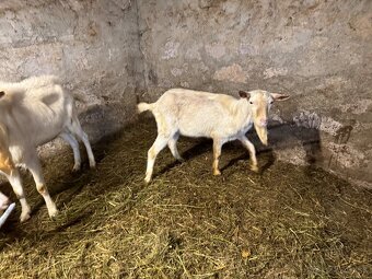 Cap Kozlík - koza biela krátkosrstá - 2