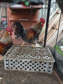 Predám kohútov - 2