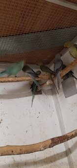 Alexander maly 2023 - 2