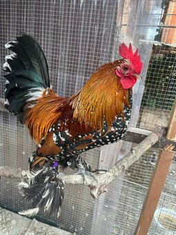 Predám Miflerky - 2