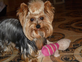 YORKSHIRSKÝ TERIÉR - PSÍK NA KRYTIE, NIE NA PREDAJ - 2