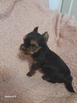 Yorkshirsky teriér - 2