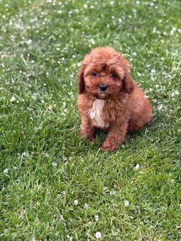 Cavapoo - 2