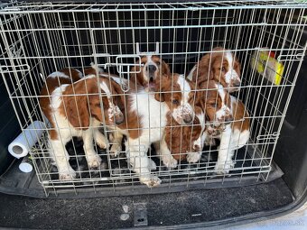 Welsh springer spaniel WSS šteniatka - 2