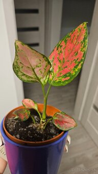 Aglaonema anyamanee - 2