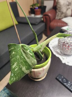 Monstera thai - 2