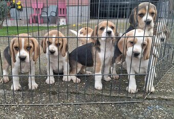 Beagle šteniatka - 2