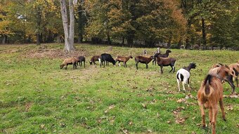 Predám kamerunskú jahňacinu - 2