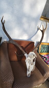 Predám trofej jeleňa.parozie, zhody, trofeje. - 2