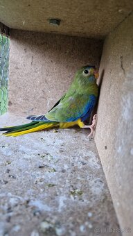 Neofema tyrkisova - 2