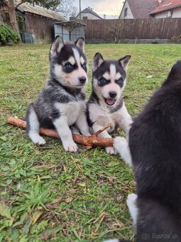 Sibírsky husky – šteniatka na predaj - 2
