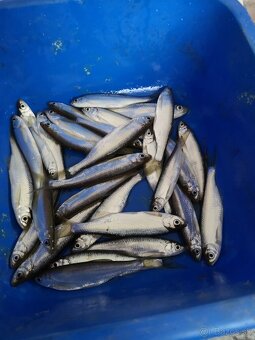 Nastrahove Rybky - 2