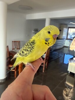 Andulka TBC krotká - 2