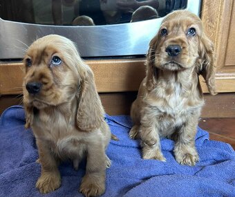 Anglický kokeršpaniel - 2