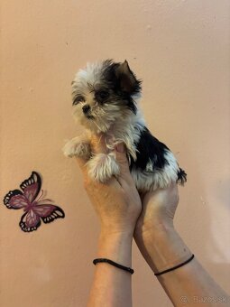 Yorkshirsky terier, yorkshirsky terier mini, biewer - 2