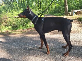 Doberman - 2