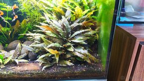 Rastliny do akvária, krevetky - 2