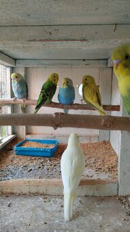 Andulky, agapornis, Alexander malý - 2