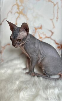 Don Sphynx PP - 2