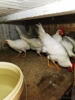 predam 5+1 Leghorn Biely - 2