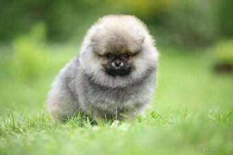 🐶 Nádherná fenečka pomeraniana – Orange sobolí barva 💛 - 2