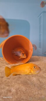 Labidochromis hongi sweden - 2