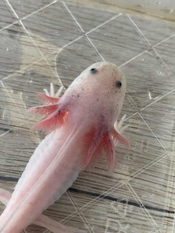 Axolotl mexický - 2