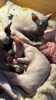 Sphynx mačiatka k odberu bez PP - 2