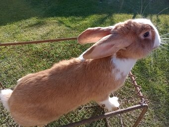 Predám králiky Šarišský obrovity - 2