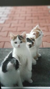 Darujem mačiatka - 2