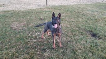 Nemecký ovčiak - 2