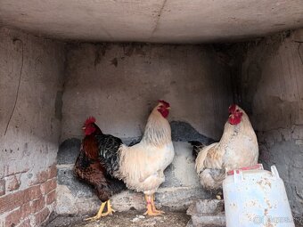 Predam/vymenim kohutov - 2