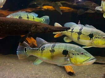 Predám akvárium komplet - 2