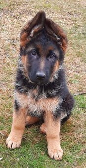 Nemecký ovčiak - 2