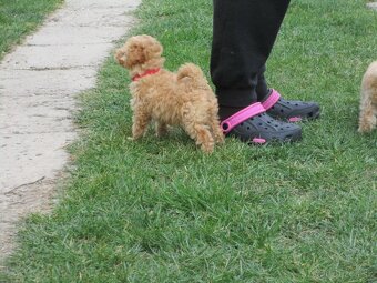 Pudel toy apricot white - 2