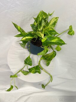Epipremnum aureum ‚Hicolor‘ (Veľký) - 2