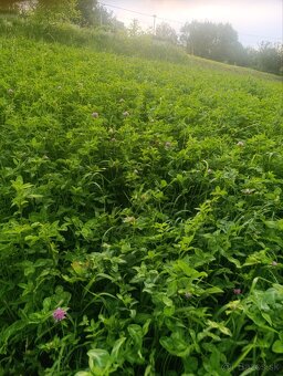 Hranaté balíky lucerka, ďatelina - 2
