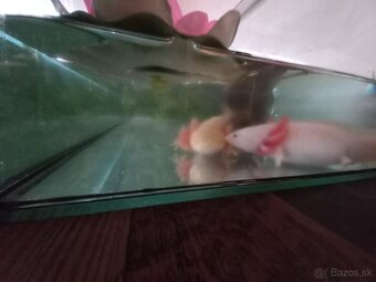 Axolotl - 2