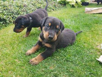 Šteniatko, šteniatka plemena Beauceron (Berger de Beauce) - 2